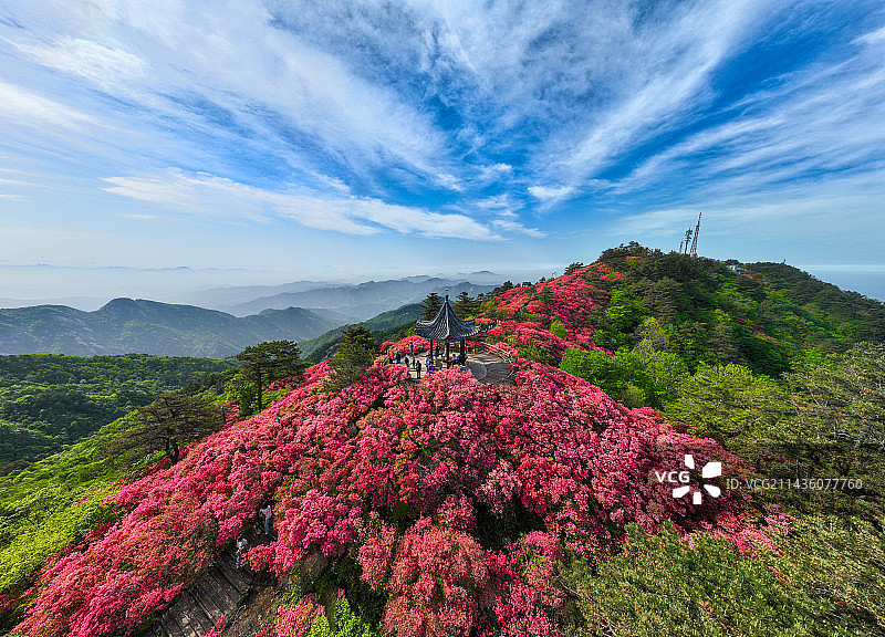 湖北麻城龟峰山杜鹃花盛开图片素材