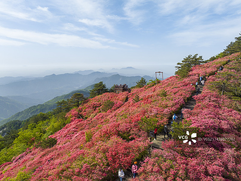 湖北麻城龟峰山杜鹃花盛开图片素材
