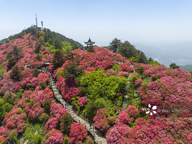 湖北麻城龟峰山杜鹃花盛开图片素材