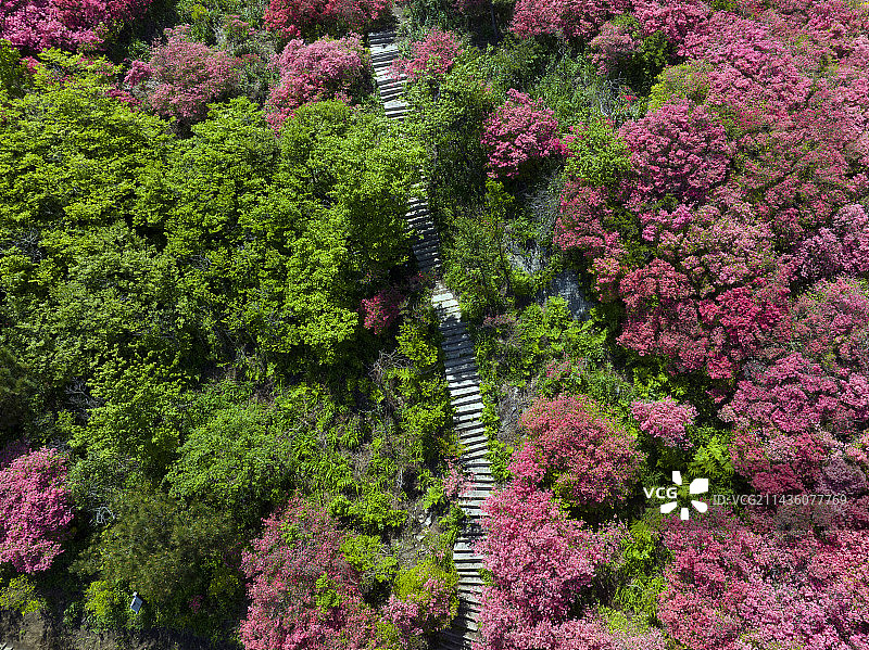 湖北麻城龟峰山杜鹃花盛开图片素材