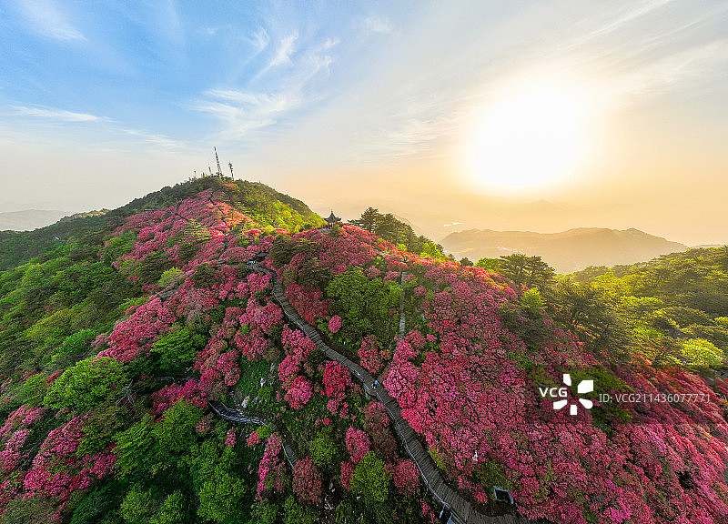 湖北麻城龟峰山杜鹃花盛开图片素材