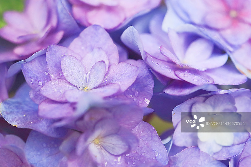 花手鞠绣球露水雨滴特写图片素材