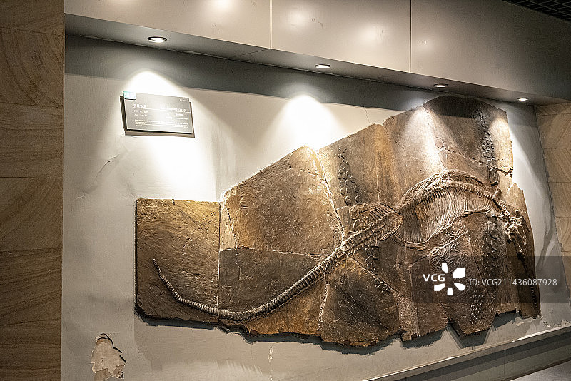 中国地质博物馆，化石，杯椎鱼龙图片素材