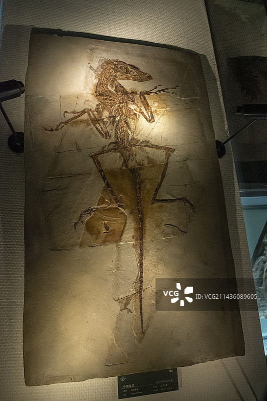 中国地质博物馆，生物化石，中国鸟龙图片素材