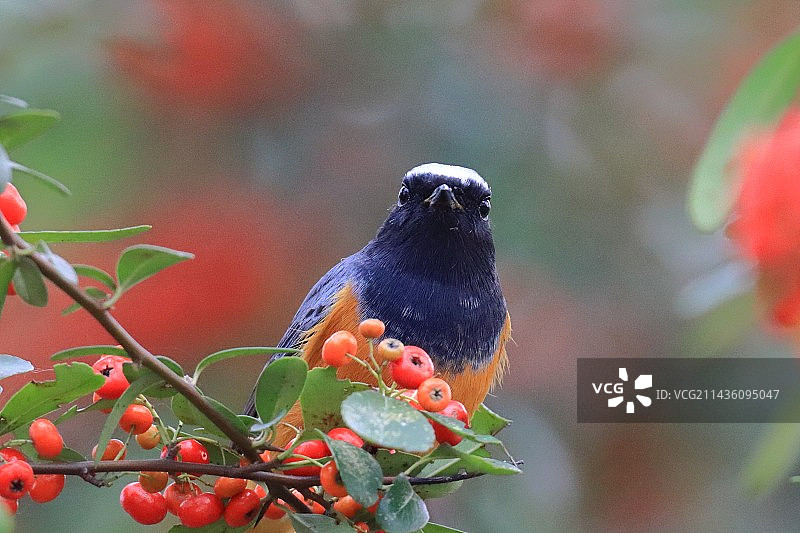 北红尾鸲图片素材