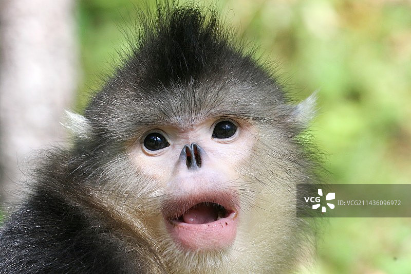 滇金丝猴图片素材