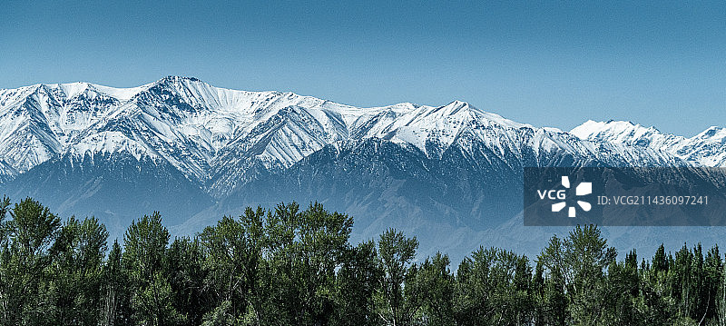 新疆天山山脉与成片的防风林图片素材