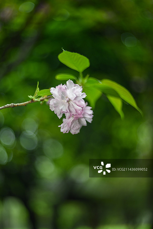 粉色重瓣樱花，八重樱图片素材