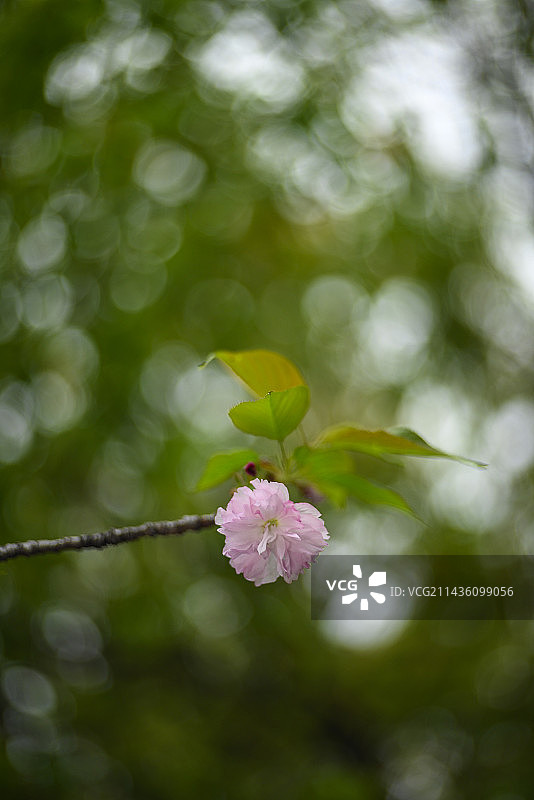 粉色重瓣樱花，八重樱图片素材