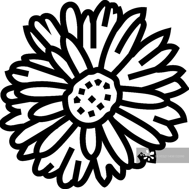 非洲菊盛开春天线条图标图片素材