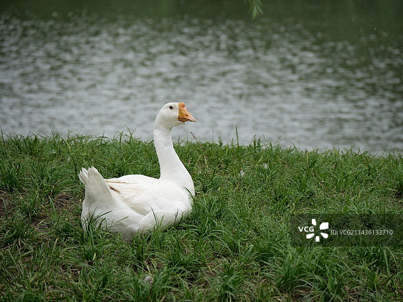 大鹅和鹅宝宝图片素材