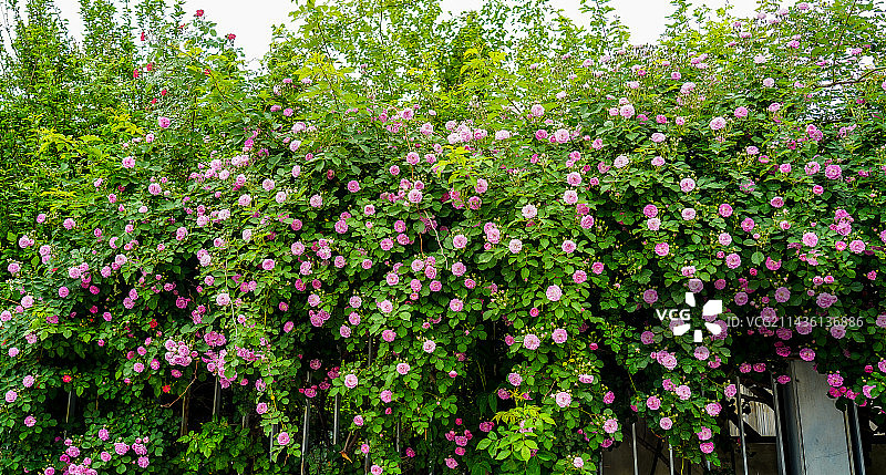 街边路边的蔷薇墙图片素材