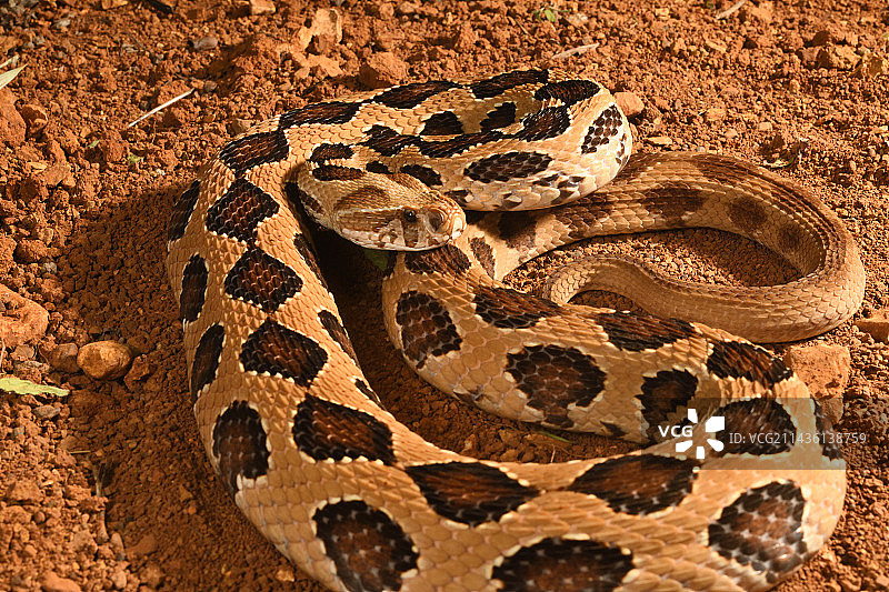 印度蝰蛇图片素材