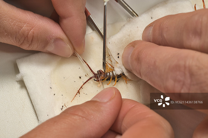 毛尾蜈蚣图片素材