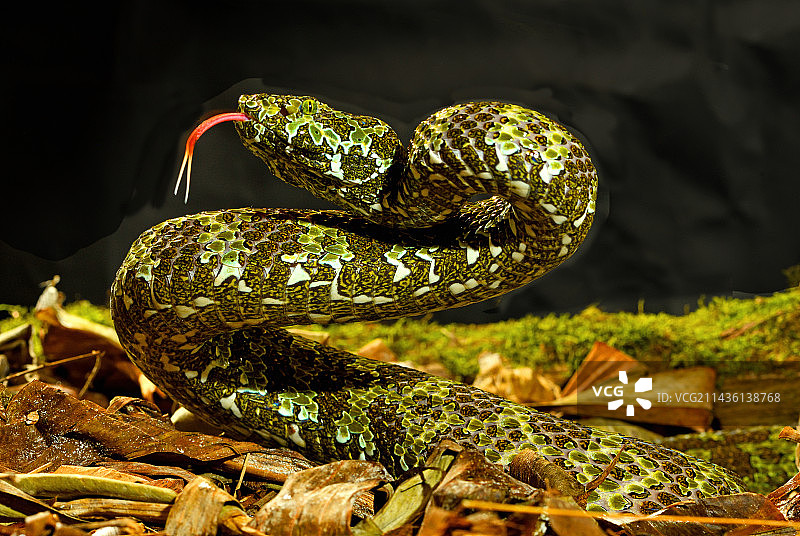 莽山烙铁头蛇，中国湖南南部图片素材