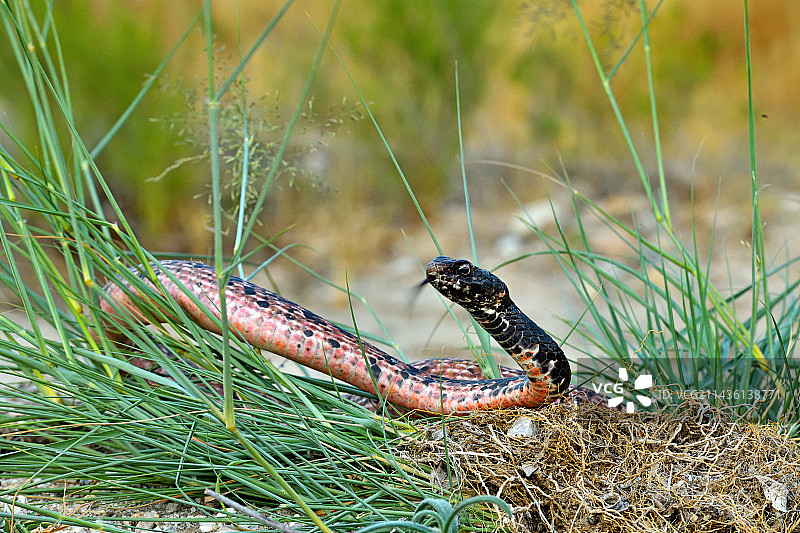 索诺拉鞭蛇，亚利桑那州卡塔利娜州立公园图片素材