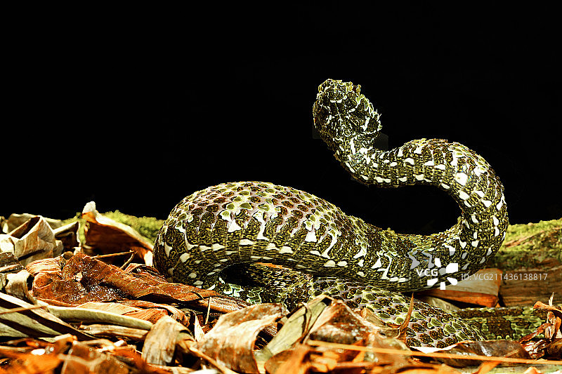 莽山烙铁头蛇，中国湖南南部图片素材