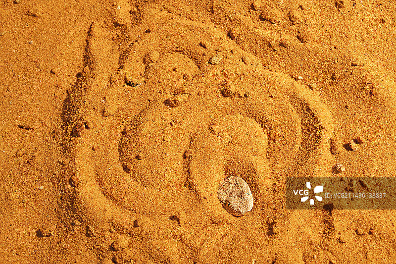 撒哈拉沙蝰（Cerastes vipera）沉入沙中图片素材