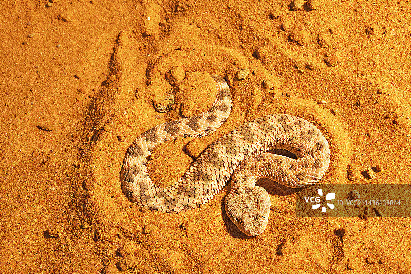 撒哈拉沙蝰（Cerastes vipera）沉入沙中图片素材