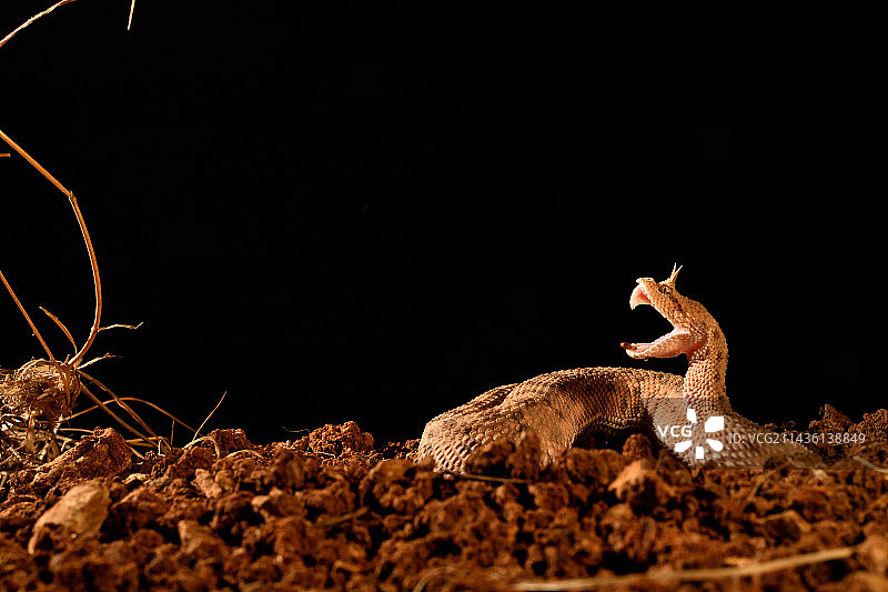 从毛里塔尼亚到阿拉伯半岛的角沙漠蝰蛇（Cerastes cerastes）图片素材
