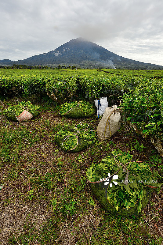 印度尼西亚苏门答腊岛克林西火山下的茶叶种植园和采摘图片素材