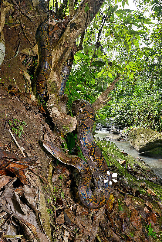 苏拉威西岛森林中的网纹蟒图片素材