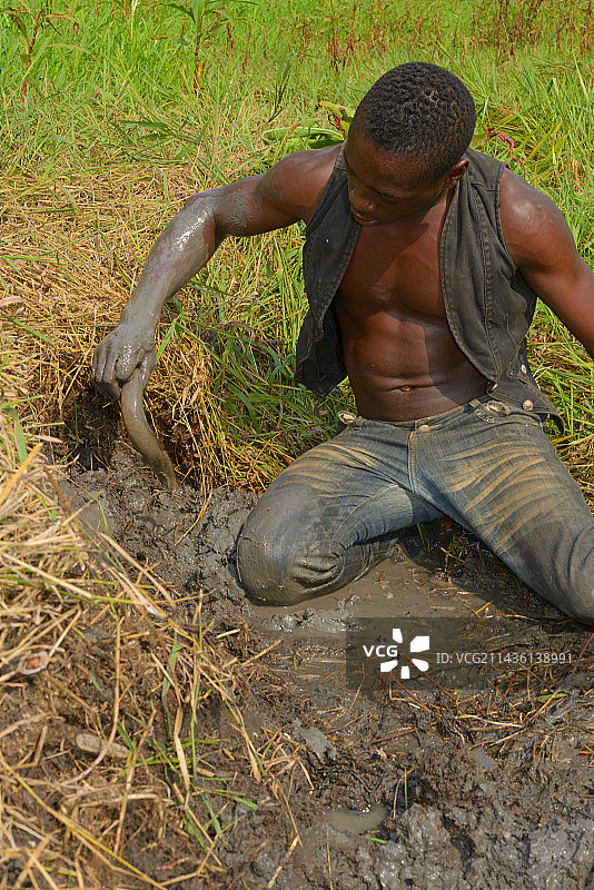 在多哥西非用杯子捕捞西非肺鱼的男人图片素材