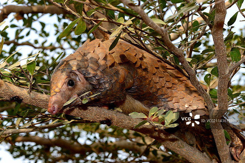 树穿山甲，多哥，非洲图片素材