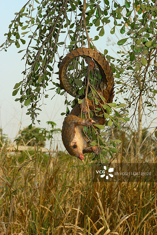 树穿山甲，多哥，非洲图片素材