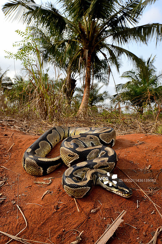 球蟒图片素材