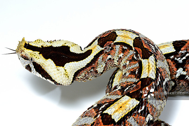 西非加蓬咝蝰和犀牛咝蝰之间的天然杂交种（加蓬咝蝰）犀牛X鼻角咝蝰 多哥。圈养图片素材