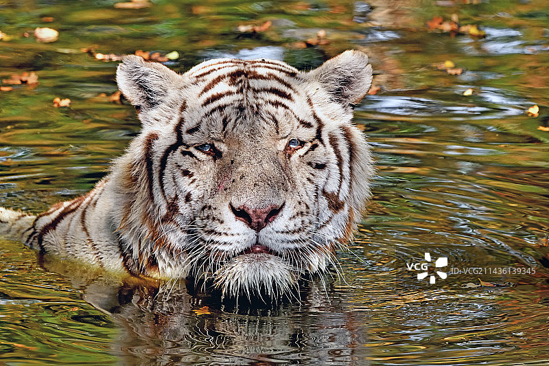 白虎（Panthera tigris）白化型，圈养，印度图片素材