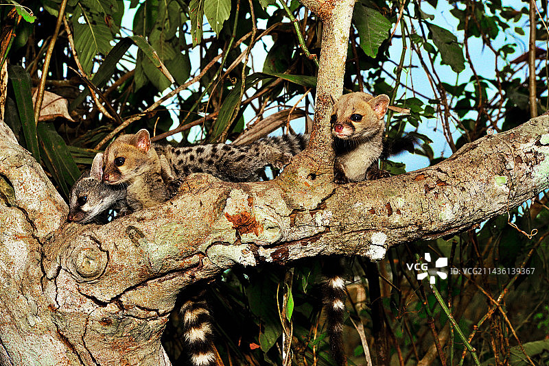 欧洲小斑獛幼崽（西南欧、北非及撒哈拉以南非洲地区）图片素材