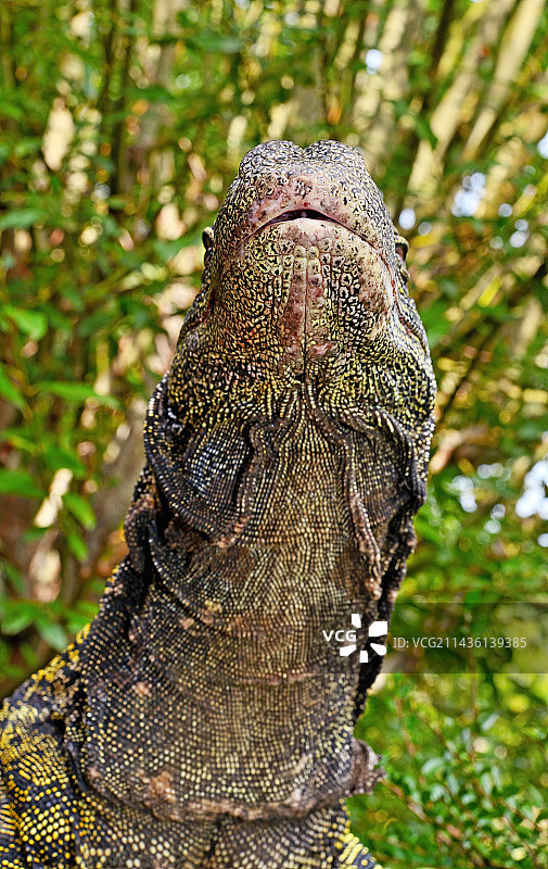 萨氏巨蜥：新几内亚南部图片素材