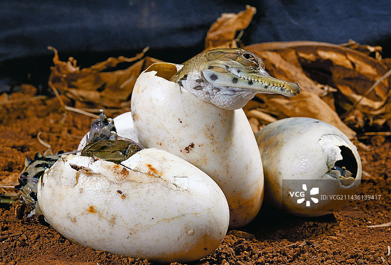 西非细吻鳄（Mecistops cataphractus）孵化，法国鳄鱼星球图片素材