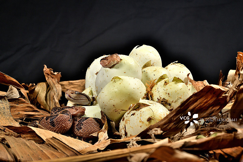 南美洲巨蝮（Lachesis muta muta），孵化，巴西，圭亚那图片素材