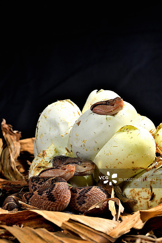 南美洲巨蝮（Lachesis muta muta），孵化，巴西，圭亚那图片素材