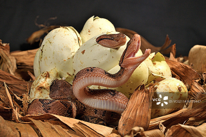 南美洲巨蝮（Lachesis muta muta），孵化，巴西，圭亚那图片素材