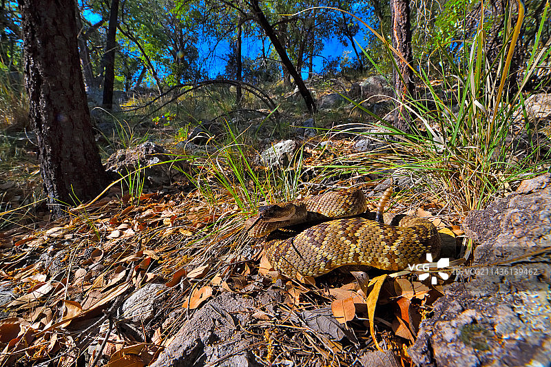 黑尾响尾蛇，美国亚利桑那州图片素材