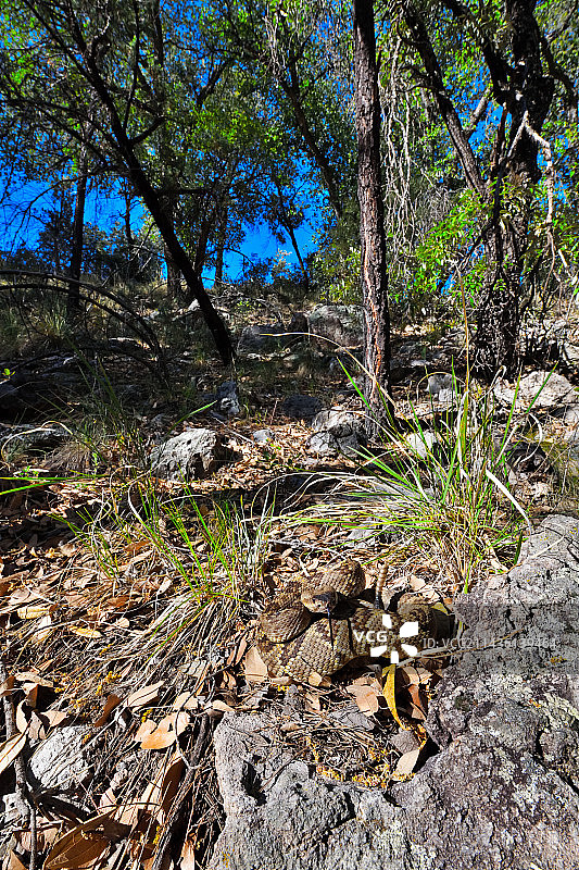 美国亚利桑那州奇里卡瓦山脉的黑尾响尾蛇图片素材