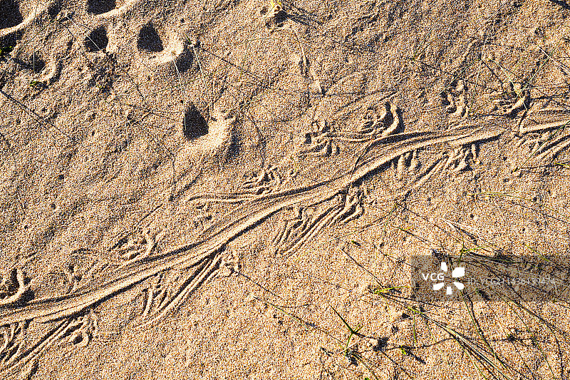 墨西哥里奥富尔特串珠蜥蜴的踪迹图片素材