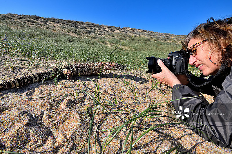 摄影师与墨西哥毒蜥图片素材