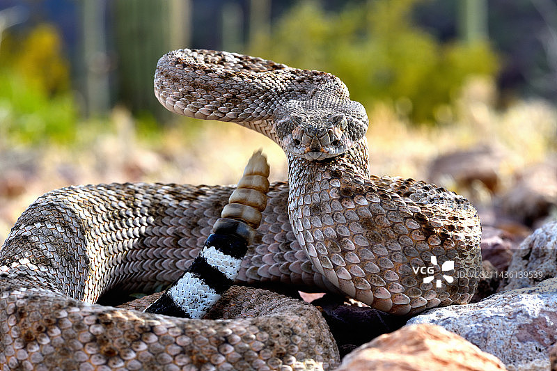 菱斑响尾蛇（美国亚利桑那州，受控环境）图片素材