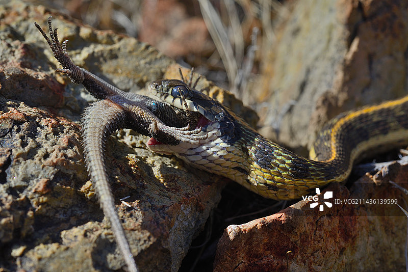 食矢车菊多刺蜥蜴的格纹袜带蛇，亚利桑那州图片素材