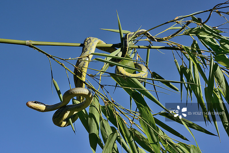 马来西亚的洞穴鼠蛇图片素材
