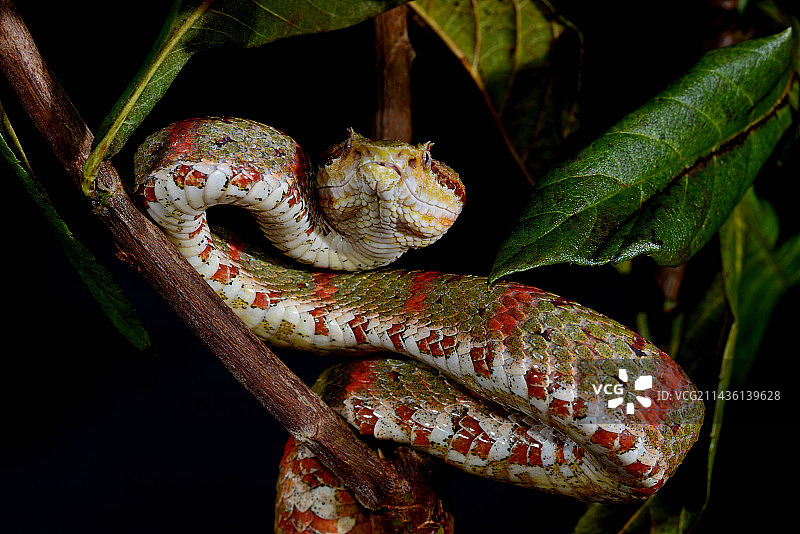 睫毛蝮蛇（Bothriechis schlegelii），分布于伯利兹至秘鲁图片素材