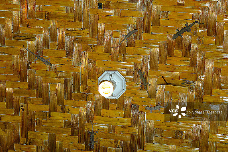 东南亚地区的常见壁虎图片素材