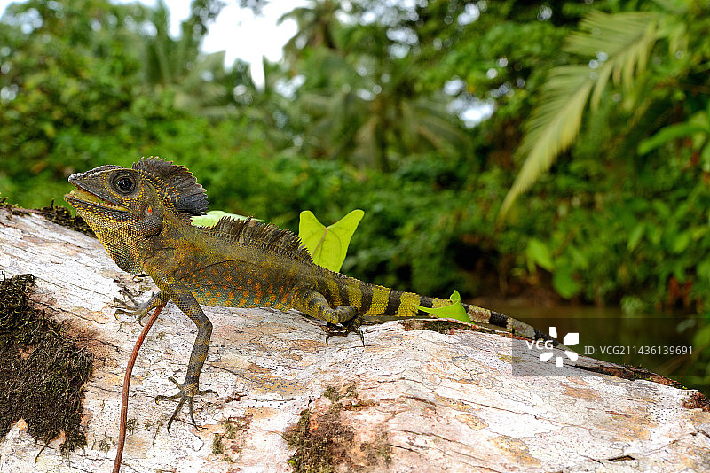 大森林龙或大 anglehead 蜥蜴 (Gonocephalus grandis)，印度尼西亚图片素材