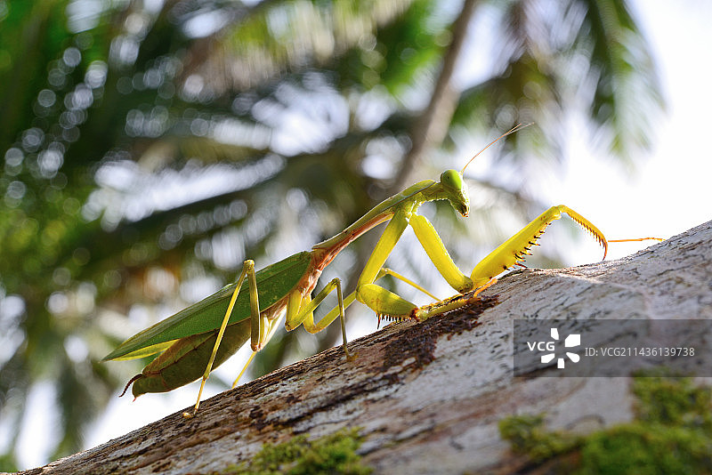 巨型亚洲螳螂图片素材
