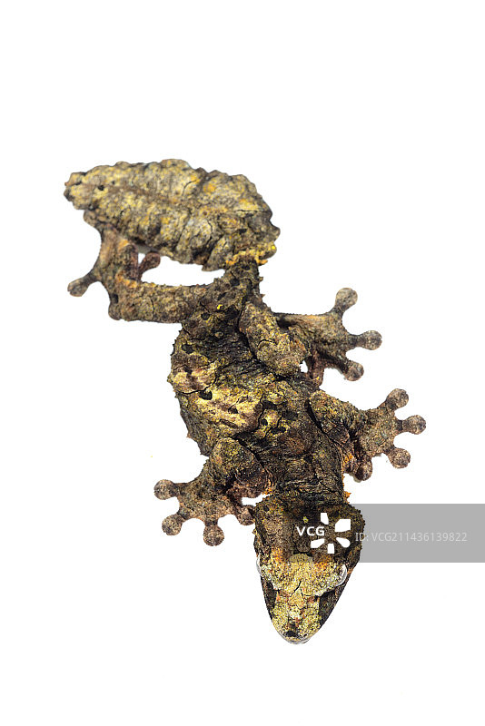 马达加斯加阿拉奥特拉-曼格罗的皮氏叶尾壁虎图片素材